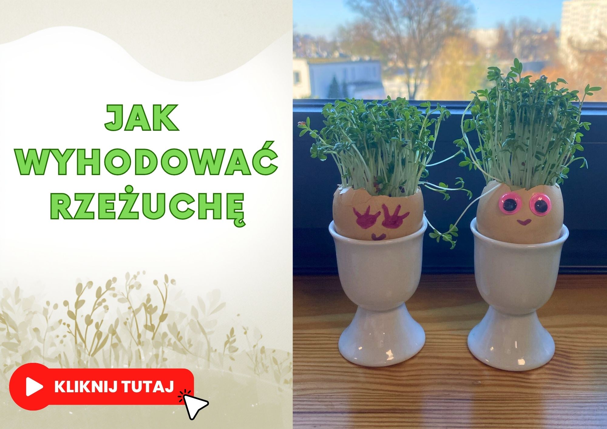 Hodowla rzeżuchy