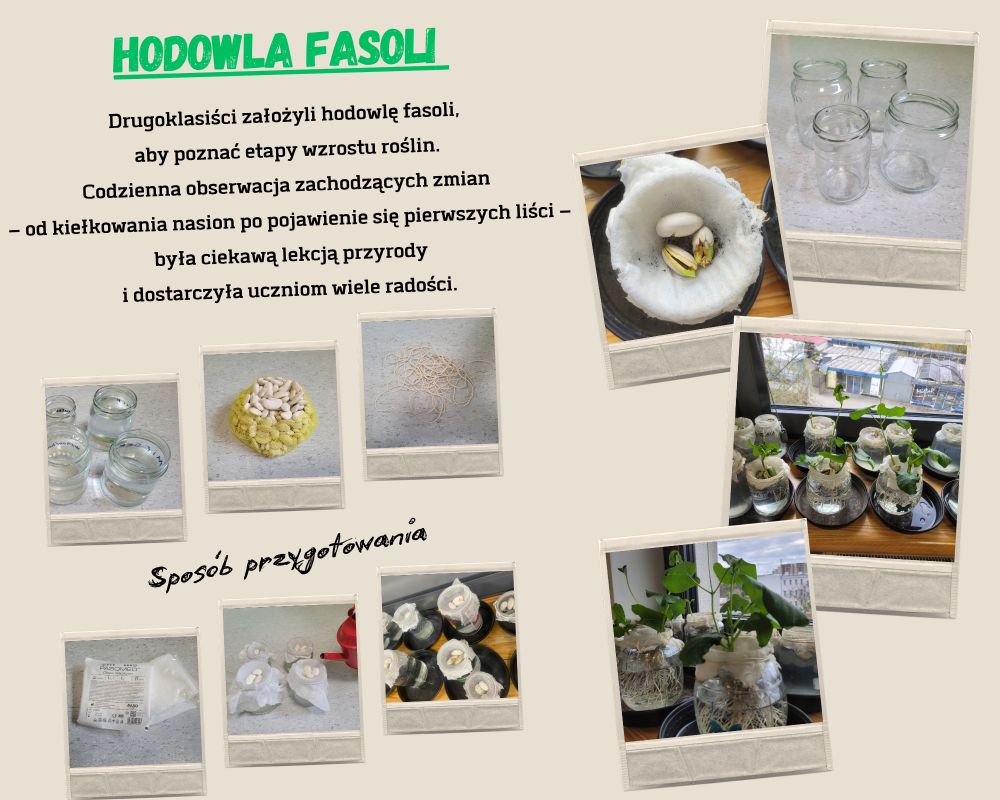 Hodowla fasoli (002)